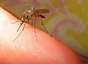 как лечить укусы насекомых