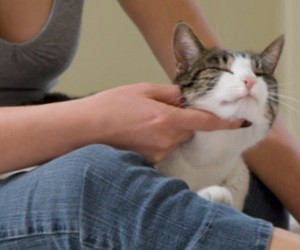 Красные пятна при аллергии на кошек thumbnail
