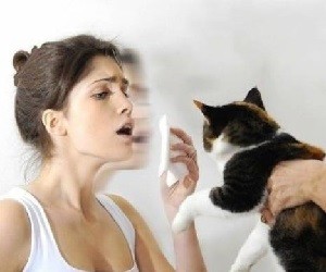 аллергия на кошек как бороться