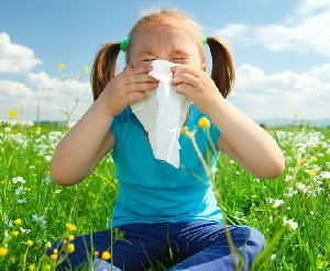 аллергия на амброзию фото