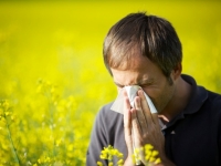 как бороться с аллергией на амброзию