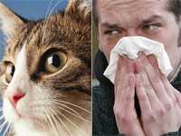 признаки аллергии на кошек